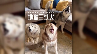 哈士奇是什么地狱来的魔鬼吗⁉️