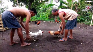 bulik vs sinibalang 🐓