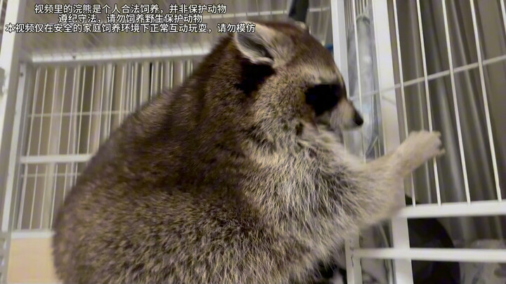 Chán tôi quấy rầy, gấu mèo tự học cách đóng cửa!