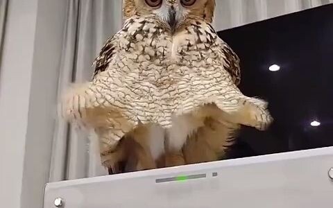 Ternyata burung hantu pakai rok!