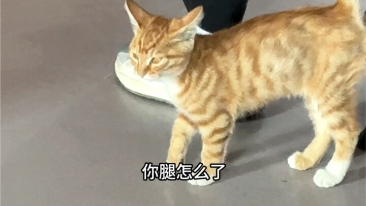 วิดีโอ “ส้มขยันเพิ่มกล้าม” ถูกจัดเก็บเรียบร้อยแล้ว ยินดีต้อนรับทุกคนมาชม!