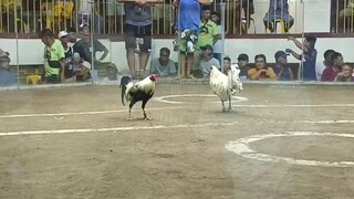 super white win vs gray
