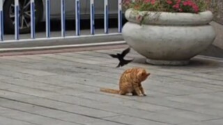 Cuộc thách đấu ở bãi rác!
