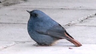 【Red-tailed Robin】A super-round robin!