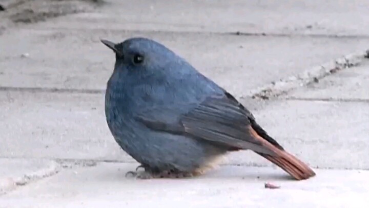 【Red-tailed Robin】A super-round robin!