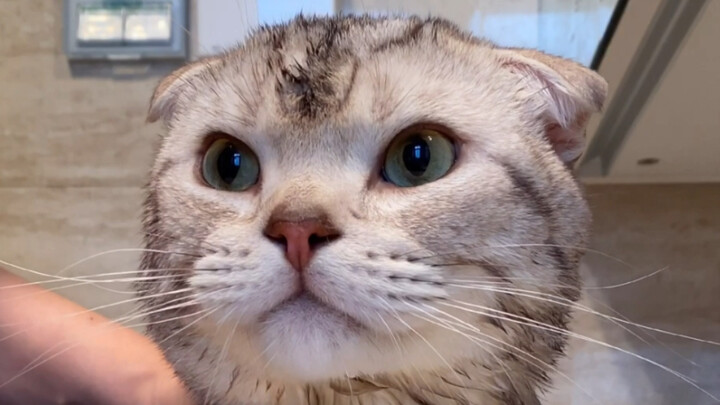 เสี่ยววังแพ็กของเสร็จแล้ว… แต่กลับกลายเป็นว่า…