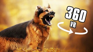 360° VR - K9 DOG ATTACK BITE! German Shepherd