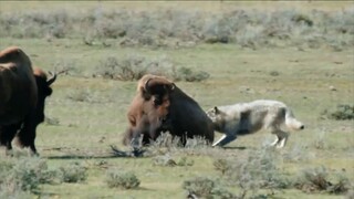 National Geographic Wild Animals Fighting 4K Ultra HD