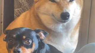 สีหน้าของลูกสุนัขหลังทำผิด ใครเป็นมือใหม่ ใครเป็นตัวเก๋า ก็ชัดเจนทันที