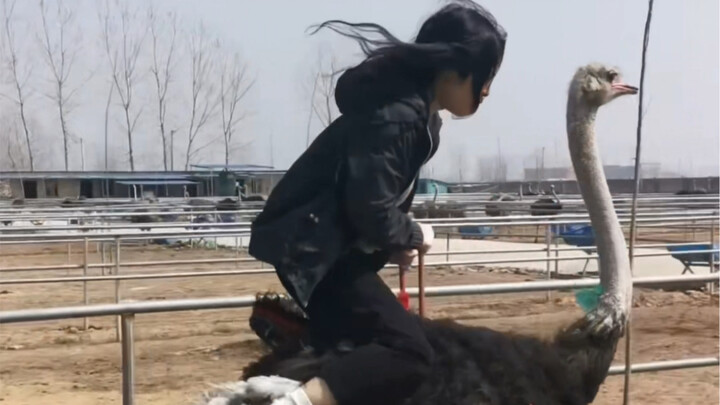 Day after day, they just keep insisting I ride an ostrich. So what? Ride it! I’ve actually done it! 