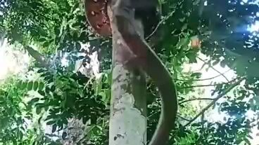 FAST TRICK EVER DOWN THE TREE BY : SNAKE 😂😂😂