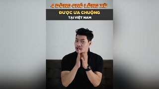 4 dòng chó lông xù được ưa chuộng LearnOnTikTok tuitienpet petonesaigon