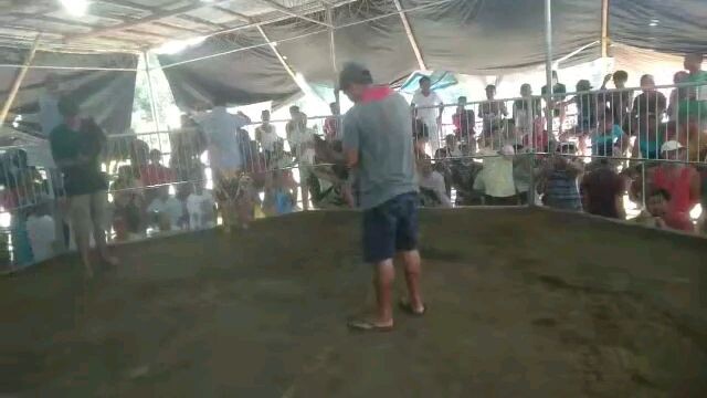 meron side🤣my 2x winner