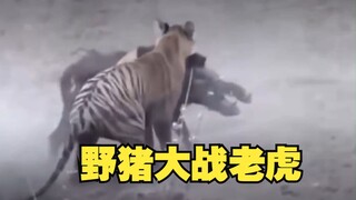 俗话说“一猪二熊三老虎”，是真的吗？