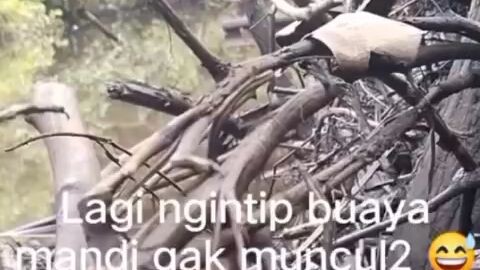 ada buaya