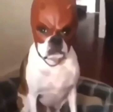 dog