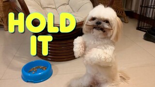 Shih Tzu Dog Tries to Hold the Treat in His Mouth