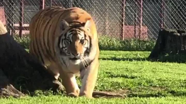 [Tiger] The big orange cat walks over to say hello