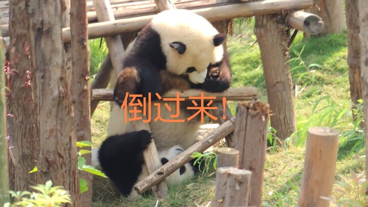 Giant Pandas Playing in Chengdu / 成都熊猫顽皮时刻