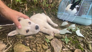 Angry rabbit scares the puppy