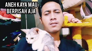 Subhanallah Kucing Ini Maunya Di Gendong Terus Gak Mau Turun Padahal mau Ke Kelinik Untuk Di Rawat.!