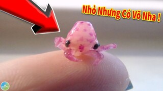 10 Loài Động Vật Dễ Thương Nhưng Có Thể Hạ Gục Bạn Trong Nháy Mắt Nếu Không May Chạm Phải
