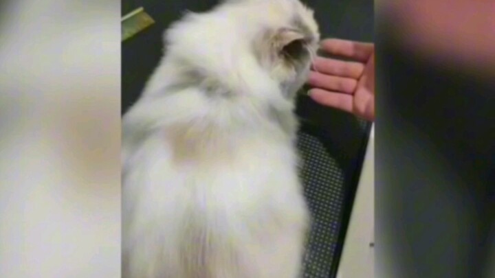 Bilang aja, bos, keterampilan ini gokil nggak? #kucing #lucu