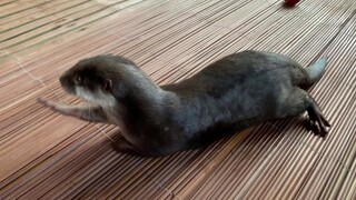 😂Otter Dancing To Latin Music- The OTTER Shuffle! So CUTE!  🤣#otter #dancing