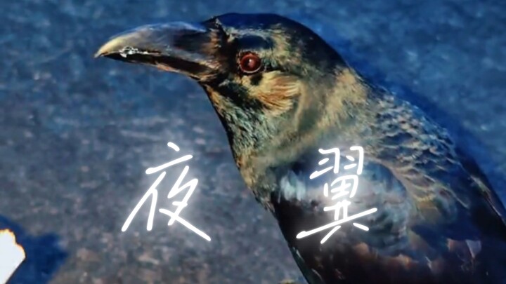 The crow’s wings are like the night sky.