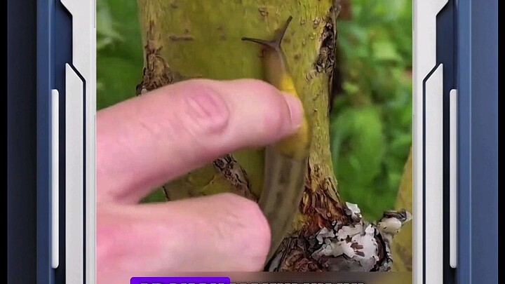 Ini Hewan apa⁉️😱