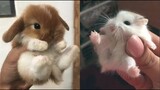 AWW SO CUTE! Cutest baby animals Videos Compilation Cute moment of the Animals - Cutest Animals #52