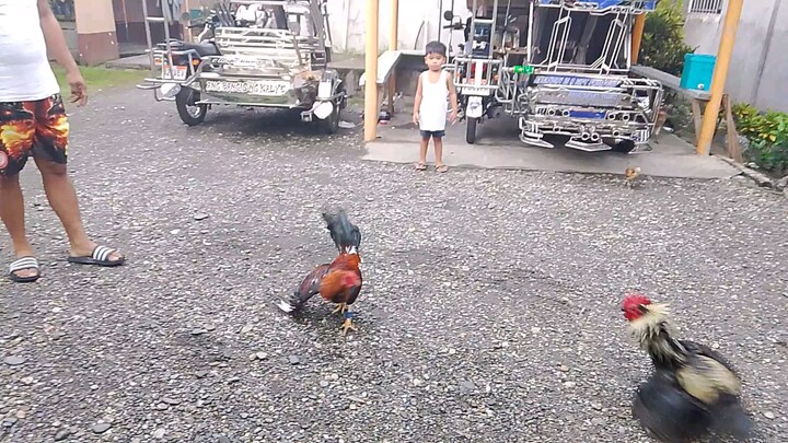 spar