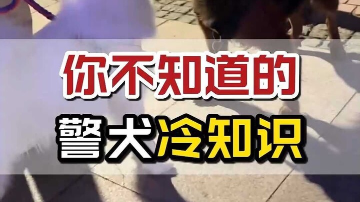 จะเกิดอะไรขึ้นถ้าไปลูบสุนัขตำรวจ?