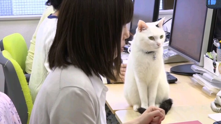 当你的同事是一只猫，“有猫相伴”的办公室是怎样的？真心慕了~