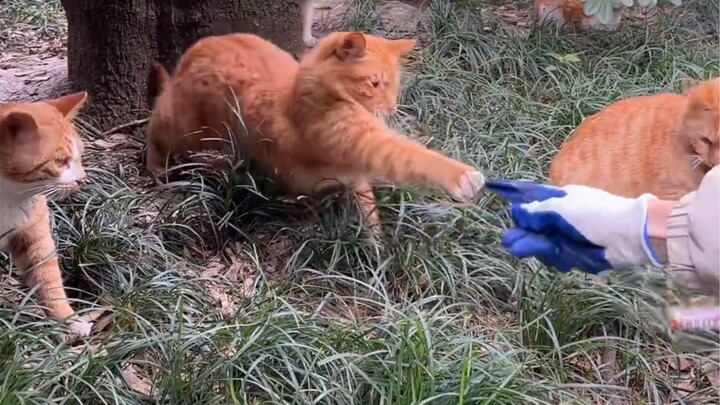 Who would’ve thought? This cat dad is actually the boss of the Orange Gang...