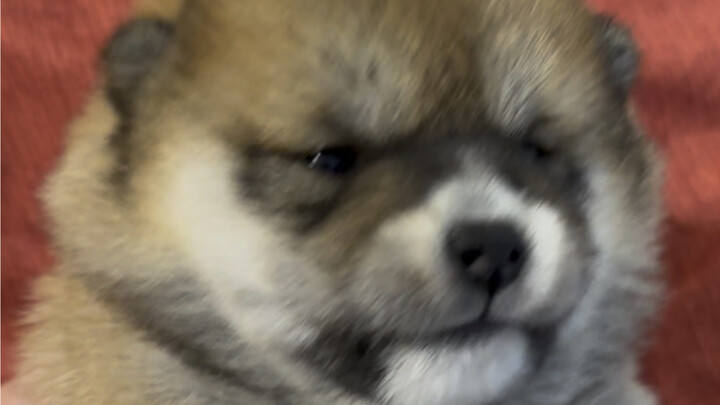 A new batch of electric puppies