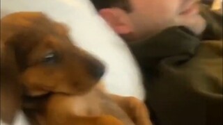 Hóa ra, chó và chủ của chúng sẽ trở nên giống hệt nhau khi sống cùng nhau trong một thời gian dài.