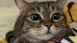 Apart from the one flaw—his disdain for you—tabby cats are all advantages.