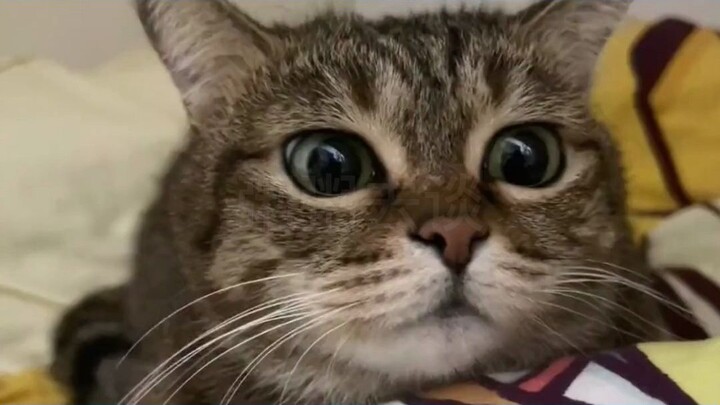 قطة ليهوا، باستثناء عيب واحد وهو أنه يحتقرك، فإن جميع خصائصها إيجابية.