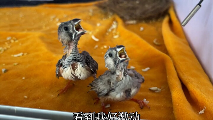 Tuan menyisakan sarapan untuk burung kecil, lihat betapa senangnya si burung!
