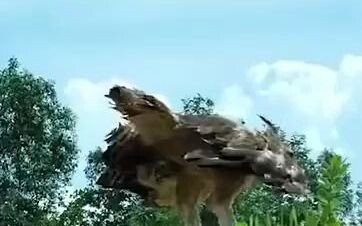 อินทรีถึงกับงงไปเลย