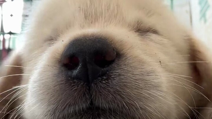 These little yappy dogs are the most fun!