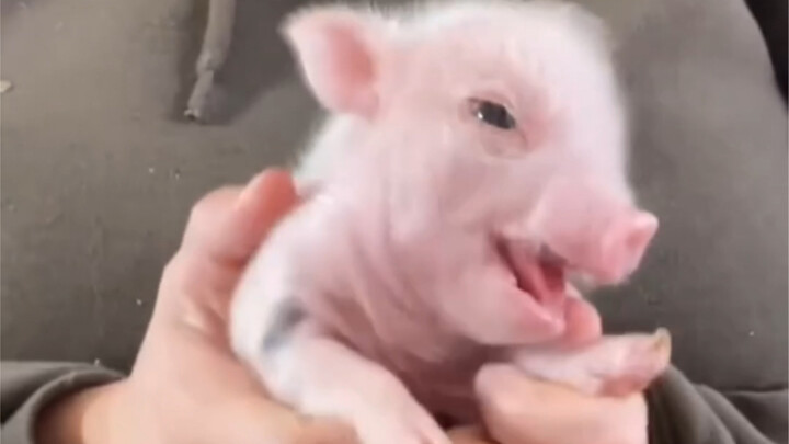 Crazy Pet Compendium