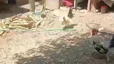 kanawayun vs grey