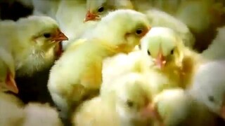দক্ষিণ এশিয়ার অন্যতম বড় ফার্ম | Kazi Farms Ltd. এর সাফল্য প্রতিবেদন