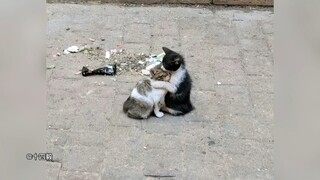 Người ta nói rằng 60% mèo hoang không thể vượt qua mùa đông...