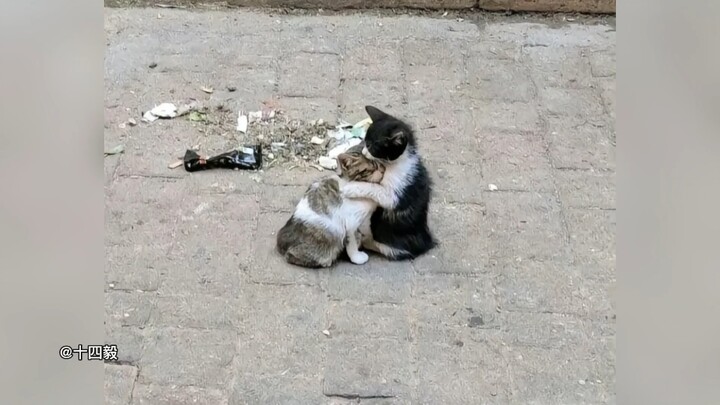 يُقال إن 60٪ من القطط الضالة لا تتمكن من النجاة من الشتاء...