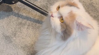 警惕迷人小猫咪和他人独处