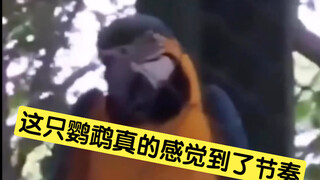 Burung beo ini benar-benar merasakan ritmenya