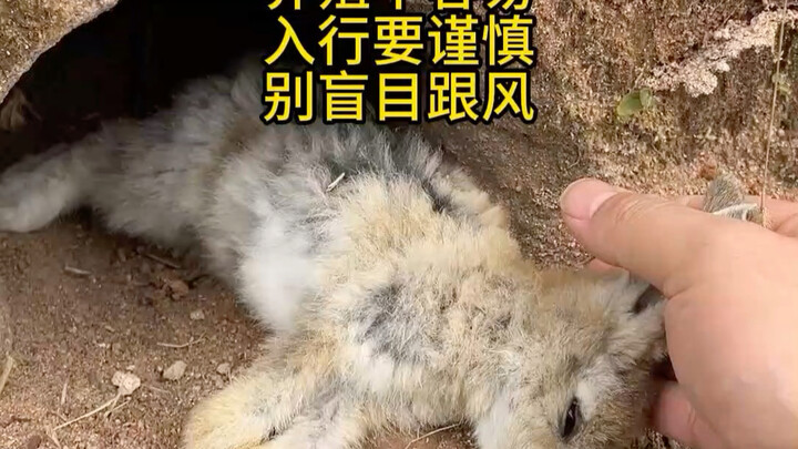 Rabbit farming is no easy feat—enter the industry with caution #Rabbits #Animals #AgricultureAnimalF